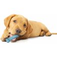 NYLABONE Puppy Dental Chew Bone Blue – Extra Small